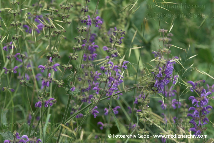 Wiesensalbei (Salvia pratensis)
13.  6. 2010. Berlin. Rehberge. Flora. Pflanzen. Wiesensalbei (Salvia pratensis)
Schlüsselwörter: 2010;Berlin;Flora;Natur;Pflanzen;plants;Rehberge;Salvia pratensis;Wedding;Wiesensalbei
