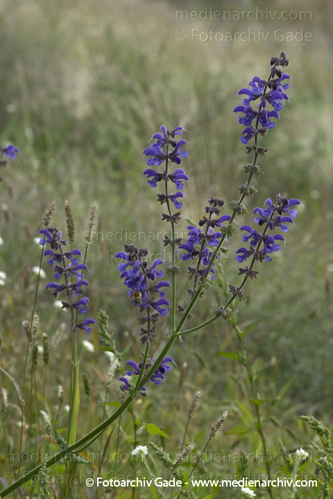 Wiesensalbei (Salvia pratensis)
19.  9. 2010. Berlin. Flora. Pflanzen.  Wiesensalbei (Salvia pratensis)
Schlüsselwörter: 2010;Berlin;Flora;Natur;Pflanzen;plants;Salvia pratensis;Wiesensalbei