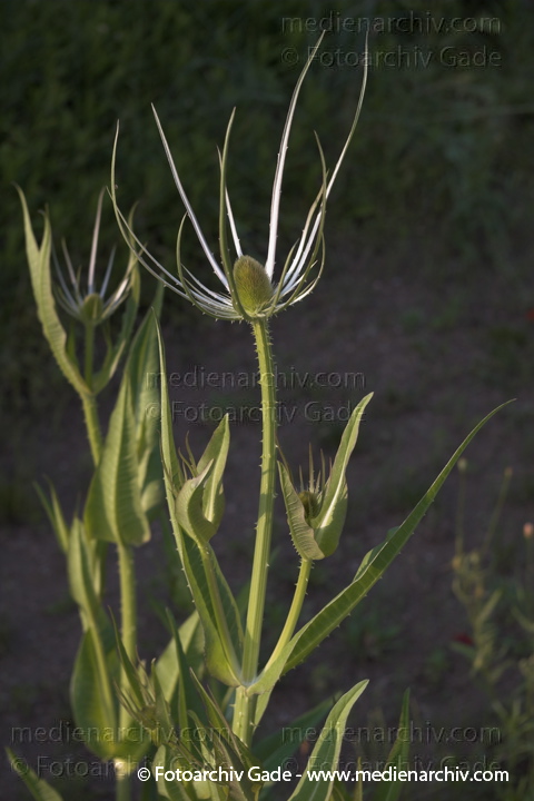 Wilde Karde. Dipsacus fullonum
21.  6. 2006. Mecklenburg-Vorpommern. Feldberger Seengebiet.  Flora. Pflanzen.  Wilde Karde (Dipsacus fullonum).   Kardengewächse (Dispacaeae)
Schlüsselwörter: 2006;Blüte;Carwitz;Feldberger Seengebiet;Flora;Kardengewächse (Dispacaeae);Mecklenburg-Vorpommern;Pflanzen;plants
