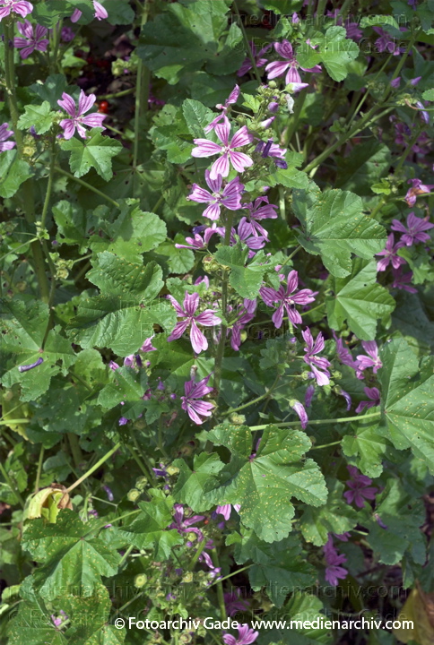 Wilde Malve. Malva sylvestris ssp. sylvestris
22.  6. 2007. Mecklenburg-Vorpommern. Carwitz. Flora. Pflanzen. Blüten. Wilde Malve (Malva sylvestris ssp. sylvestris).   Malvengewächse (Malvaceae).
Schlüsselwörter: 2007;Blüte;Carwitz;Flora;Malva sylvestris ssp. sylvestris;Mecklenburg-Vorpommern;Natur;Pflanzen;plants;Wilde Malve