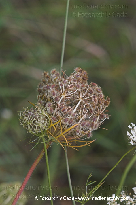 Wilde Möhre. Daucus carota subsp. carots
August 2005.  Berlin. Flora. Pflanzen. Wilde Möhre (Daucus carota).   Doldenblütler (Apiaceae).
Schlüsselwörter: Berlin;Blüte;Daucus carota;Flora;Pflanzen;plants;Wilde Möhre