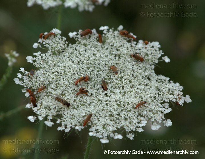 Wilde Möhre. Daucus carota subsp. carots
19.  7. 2009. Brandenburg. Linum. Flora. Pflanzen. Blüten. Wilde Möhre (Daucus carota subsp. carota)
Schlüsselwörter: 2009;Blüte;Brandenburg;Daucus carota subsp. carota;Flora;Linum;Pflanzen;plants;Wilde Möhre