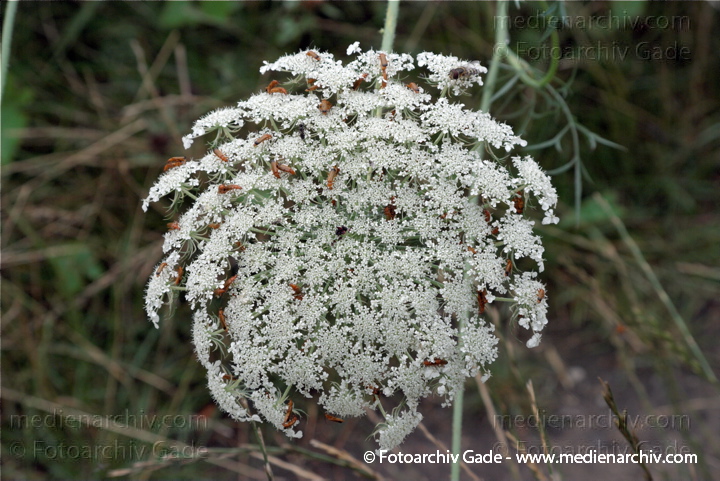 Wilde Möhre. Daucus carota subsp. carots
19.  7. 2009. Brandenburg. Linum. Flora. Pflanzen. Blüten. Wilde Möhre (Daucus carota subsp. carota)
Schlüsselwörter: 2009;Blüte;Brandenburg;Daucus carota subsp. carota;Flora;Linum;Pflanzen;plants;Wilde Möhre