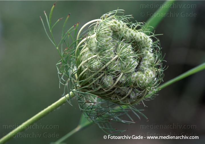 Wilde Möhre. Daucus carota subsp. carots
19.  7. 2009. Brandenburg. Linum. Flora. Pflanzen. Blüten. Wilde Möhre (Daucus carota subsp. carota)
Schlüsselwörter: 2009;Blüte;Brandenburg;Daucus carota subsp. carota;Flora;Linum;Pflanzen;plants;Wilde Möhre
