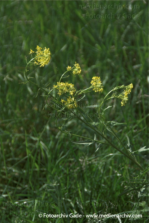 Wilde Sumpfkresse (Rorippa sylvestris)
2009.  Berlin. Tegel. Flora. Pflanzen. Wilde Sumpfkresse (Rorippa sylvestris)
Schlüsselwörter: 2009;Berlin;Flora;Natur;Pflanzen;plants;Rorippa sylvestris;Tegel;Wilde Sumpfkresse
