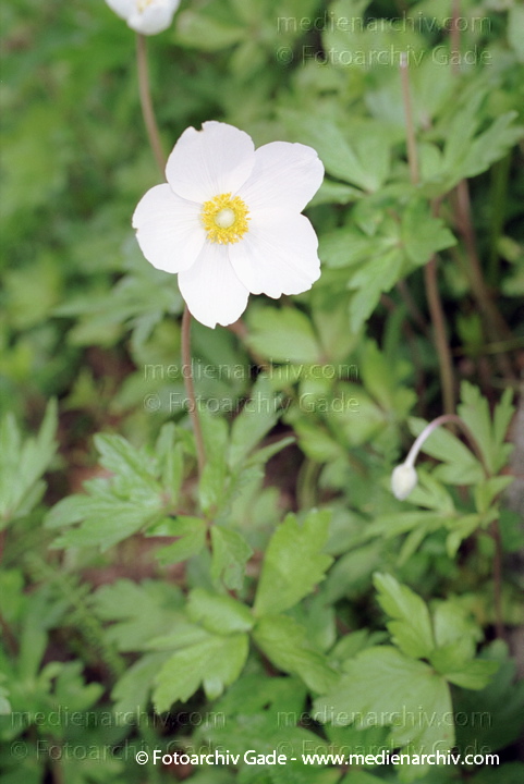 Großes Windröschen. Anemone sylvestris
Mai 2002.  Berlin. Flora. Pflanzen.  Großes Windröschen (Anemone sylvestris).  Hahnenfußgewächse (Ranunculaceae)
Schlüsselwörter: 2002;Berlin;Blume;Blüte;Flora;Großes Windröschen;Hahnenfußgewächse;Pflanzen;plants