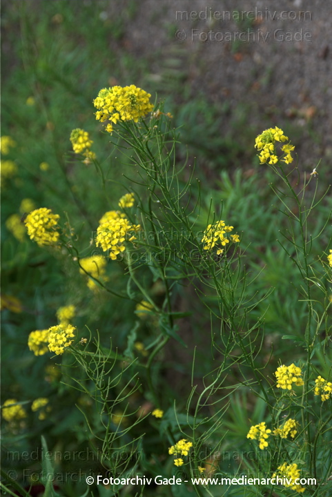 Winterkresse (Barbarea vulgaris)
2009.  Flora. Pflanzen. Winterkresse (Barbarea vulgaris)
Schlüsselwörter: 2009;Barbarea vulgaris;Flora;Natur;Pflanzen;plants;Winterkresse