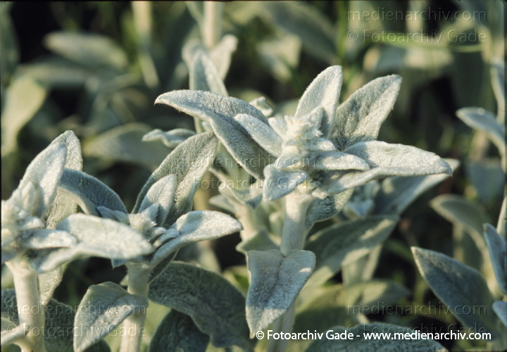 Woll-Ziest. Stachys byzantins
Juni 1999.   Flora. Pflanzen. Gartenblumen. Woll-Ziest (Stachys byzantina).   Lippenblütler (Lamiaceae).  Rosa Blüten.
Schlüsselwörter: 1999;Flora;Pflanzen;plants;Stachys byzantina;Woll-Ziest