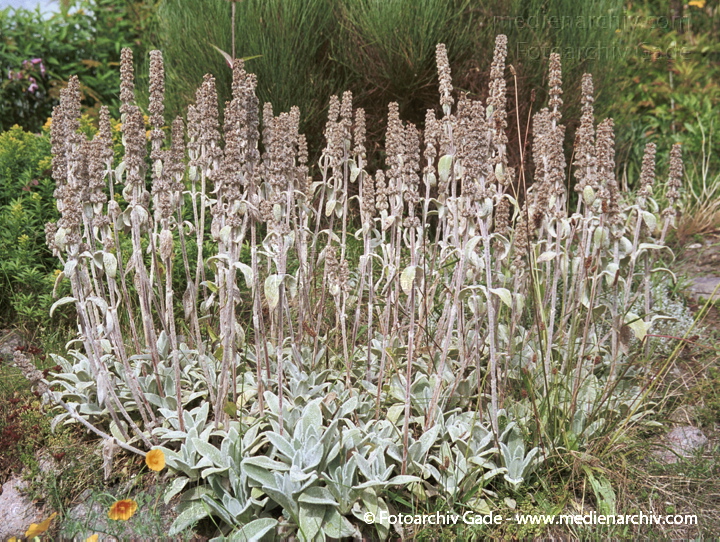 Woll-Ziest. Stachys byzantins
August 2001.  Carwitz. Garten. Woll-Ziest (Stachys byzantina).   Lippenblütler (Lamiaceae).
Schlüsselwörter: 2001;Blüte;Carwitz;Flora;Mecklenburg-Vorpommern;Natur;Pflanzen;plants;Woll-Ziest;Wollziest