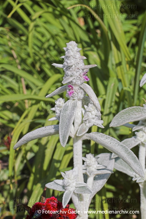 Wollzierst. Stachys byzantins
21.  Juni 2005. Mecklenburg-Vorpommern, Carwitz. Flora. Pflanzen. Woll-Ziest. Wollziest. Eselsohr (Stachys byzantina).   Lippenblütler (Lamiaceae).
Schlüsselwörter: Blüte;Carwitz;Feldberger Seengebiet;Flora;Lamiaceae;Mecklenburg-Vorpommern;Natur;Pflanzen;plants;Staude