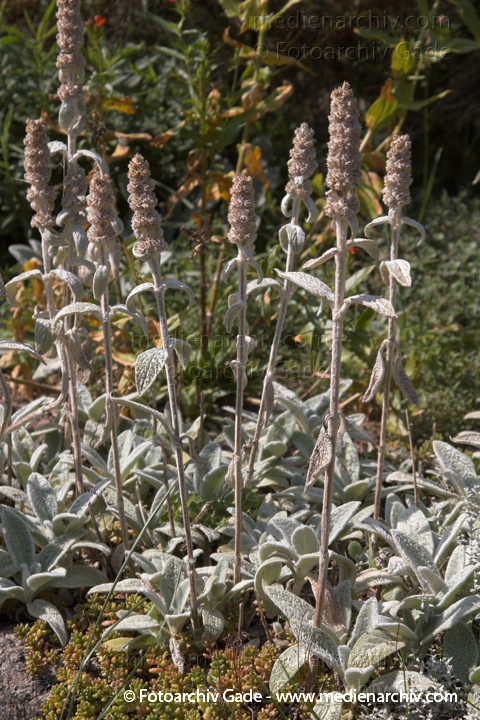 Woll-Ziest. Stachys byzantins
14.  8. 2006. Mecklenburg-Vorpommern. Carwitz. Flora. Pflanzen. Woll-Ziest. Wollziest. Eselsohr (Stachys byzantina).   Lippenblütler (Lamiaceae).
Schlüsselwörter: 2006;Blüte;Carwitz;Feldberger Seengebiet;Flora;Lamiaceae;Mecklenburg-Vorpommern;Natur;Pflanzen;plants;Stachys byzantina;Staude;Wollziest