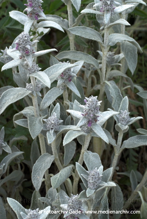 Woll-Ziest Wollziest Eselsohr. Stachys byzantina. Lippenblütler. Lamiaceae.
7.  Juni 2008. Mecklenburg-Vorpommern. Carwitz. Woll-Ziest Wollziest Eselsohr (Stachys byzantina). Lippenblütler (Lamiaceae).
Schlüsselwörter: 2008;Carwitz;Feldberger Seenlandschaft;Flora;Mecklenburg-Vorpommern;Natur;Pflanzen;plants