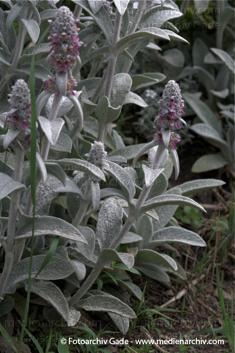 Blüten. Woll-Ziest Wollziest Eselsohr. Stachys byzantina. Lippenblütler. Lamiaceae.
9.  6. 2009. Mecklenburg-Vorpommern. Carwitz. Flora Pflanzen. Blüten. Woll-Ziest Wollziest Eselsohr (Stachys byzantina). Lippenblütler (Lamiaceae).
Schlüsselwörter: 2009;Blüte;Carwitz;Eselsohr;Flora;Garten;Mecklenburg-Vorpommern;Natur;Pflanzen;plants;Woll-Ziest;Wollziest
