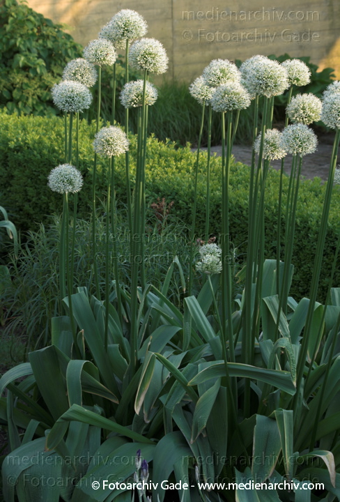  
29.  5. 2010. Berlin. Mitte. Flora. Pflanzen. Zierlauch. Allium 'Mount Everest'
Schlüsselwörter: 2010;Allium;Berlin;Flora;Natur;Pflanzen;plants;Zierlauch