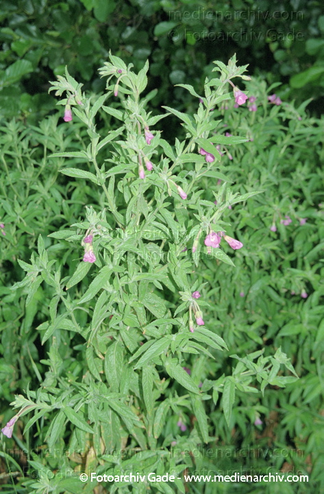 Zottiges Weidenröschen. Epilobium hirsutum
Juli 2001.  Mecklenburg-Vorpommern. Fischland. Ostseeküste. Flora. Pflanzen. Zottiges Weidenröschen (Epilobium hirsutum).   Nachtkerzengewächse (Onagraceae).
Schlüsselwörter: 2001;Blüte;Flora;Natur;Pflanzen;plants;Zottiges Weidenröschen