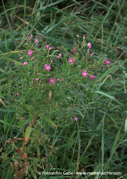 Zottiges Weidenröschen (Epilobium hirsutum)
19.  7. 2009. Brandenburg. Linum. Flora. Pflanzen. Blüten. Zottiges Weidenröschen (Epilobium hirsutum)
Schlüsselwörter: 2009;Blüte;Brandenburg;Epilobium hirsutum;Flora;Linum;Natur;Pflanzen;plants;Zottiges Weidenröschen