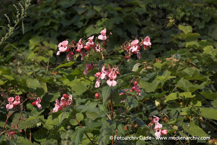 Drüsiges Springkraut. Impatiens grandiflora
23.  9. 2007. Berlin. Flora. Pflanzen. Drüsiges Springkraut (Impatiens glandulifera), auch Indisches Springkraut, Rotes Springkraut, Emscherorchidee oder Wupperorchidee.  Balsaminengewächse (Balsaminaceae)
Schlüsselwörter: 2007;Berlin;Drüsiges Springkraut;Emscherorchidee;Flora;Impatiens grandiflora;Indisches Springkraut;Natur;Pflanzen;plants;Rotes Springkraut;Wupperorchidee
