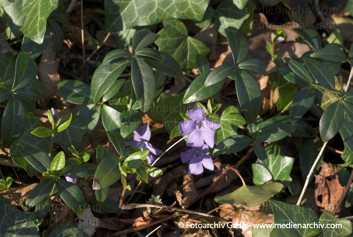 Kleines Immergrün. Vinca minor
März 2008.  Berlin. Flora. Pflanzen. Frühling. Blüten. Kleines Immergrün (Vinca minor) Hundsgiftgewächs (Apocynaceae)
Schlüsselwörter: 2008;Flora;Frühling;Kleines Immergrün;Natur;Pflanzen;plants;Vinca minor