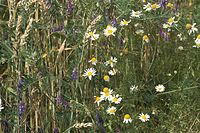 Flora-Acker-Hundskamille-20110710-112.jpg
