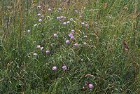 Flora-Acker-Witwenblume-20070626-228a.jpg