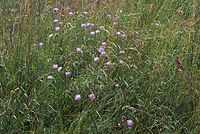 Flora-Acker-Witwenblume-20070626-228a.jpg