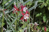 Dateiname=Flora-Akelei-20050621-22.jpg
Dateigröße=191KB
Abmessungen: 720x480
hinzugefügt am: 11. September 2014 Flora-Akelei-20050621-22.jpg