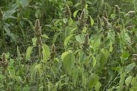 Flora-Amarant-20100919-46.jpg