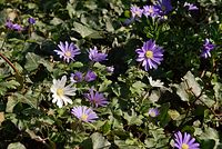 Flora-Anemone-20070326-35.jpg