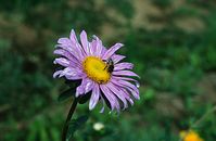 Flora-Aster-1996-026.jpg