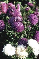 Flora-Aster-19960800-04.jpg