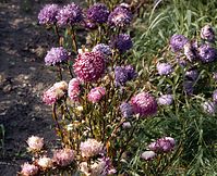 Flora-Aster-19980900-02.jpg