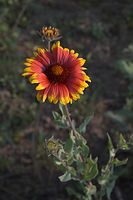 Dateiname=Flora-Aster-20060621-14.jpg
Dateigröße=130KB
Abmessungen: 480x720
hinzugefügt am: 11. September 2014 Flora-Aster-20060621-14.jpg