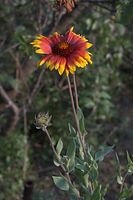 Dateiname=Flora-Aster-20060621-15.jpg
Dateigröße=144KB
Abmessungen: 480x720
hinzugefügt am: 11. September 2014 Flora-Aster-20060621-15.jpg