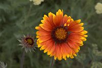 Dateiname=Flora-Aster-20060625-10.jpg
Dateigröße=149KB
Abmessungen: 720x480
hinzugefügt am: 11. September 2014 Flora-Aster-20060625-10.jpg