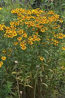 Dateiname=Flora-Aster-20060821-33.jpg
Dateigröße=294KB
Abmessungen: 480x720
hinzugefügt am: 11. September 2014 Flora-Aster-20060821-33.jpg