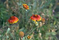 Dateiname=Flora-Aster-20080907-24.jpg
Dateigröße=148KB
Abmessungen: 720x501
hinzugefügt am: 11. September 2014 Flora-Aster-20080907-24.jpg