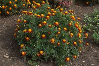 Dateiname=Flora-Aster-20080907-25.jpg
Dateigröße=304KB
Abmessungen: 720x485
hinzugefügt am: 11. September 2014 Flora-Aster-20080907-25.jpg