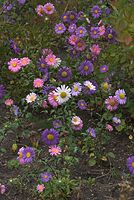 Dateiname=Flora-Aster-20080907-33.jpg
Dateigröße=280KB
Abmessungen: 485x720
hinzugefügt am: 11. September 2014 Flora-Aster-20080907-33.jpg