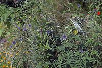 Dateiname=Flora-Banater-Kugeldistel-20070626-304a.jpg
Dateigröße=313KB
Abmessungen: 720x484
hinzugefügt am: 11. September 2014 Flora-Banater-Kugeldistel-20070626-304a.jpg