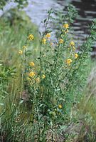 Dateiname=Flora-Barbarakraut-20020700-25.jpg
Dateigröße=258KB
Abmessungen: 490x720
hinzugefügt am: 11. September 2014 Flora-Barbarakraut-20020700-25.jpg