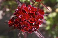 Dateiname=Flora-Bartnelke-20050620-57.jpg
Dateigröße=159KB
Abmessungen: 720x480
hinzugefügt am: 11. September 2014 Flora-Bartnelke-20050620-57.jpg