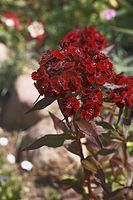 Dateiname=Flora-Bartnelke-20050620-59.jpg
Dateigröße=166KB
Abmessungen: 480x720
hinzugefügt am: 11. September 2014 Flora-Bartnelke-20050620-59.jpg