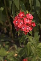 Dateiname=Flora-Bartnelke-20050620-60.jpg
Dateigröße=134KB
Abmessungen: 480x720
hinzugefügt am: 11. September 2014 Flora-Bartnelke-20050620-60.jpg