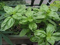 Flora-Basilikum-20020810-003.jpg