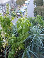 Flora-Basilikum-200210-03.jpg