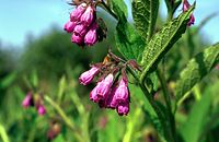 Flora-Beinwell-199706-05.jpg