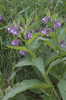 Flora-Beinwell-20050622-14.jpg
