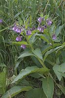 Flora-Beinwell-20050622-15.jpg