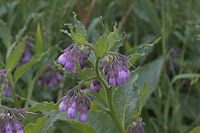 Flora-Beinwell-20050622-16.jpg