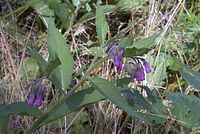 Flora-Beinwell-20070622-143a.jpg